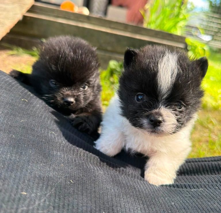 Lina med sina valpar